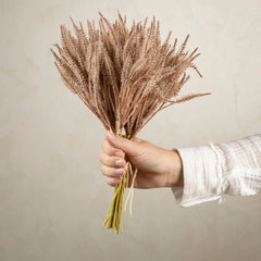 Petit bouquet de graminées pampas, marron clair