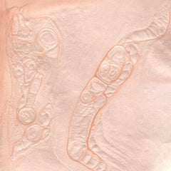 Bkind Vernis à ongles satin