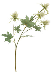 Tige avec feuilles et fleurs