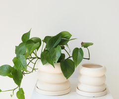 Pot pour plante Bubble