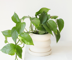 Pot pour plante Bubble
