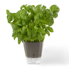 Pot pour les fines herbes Ricardo